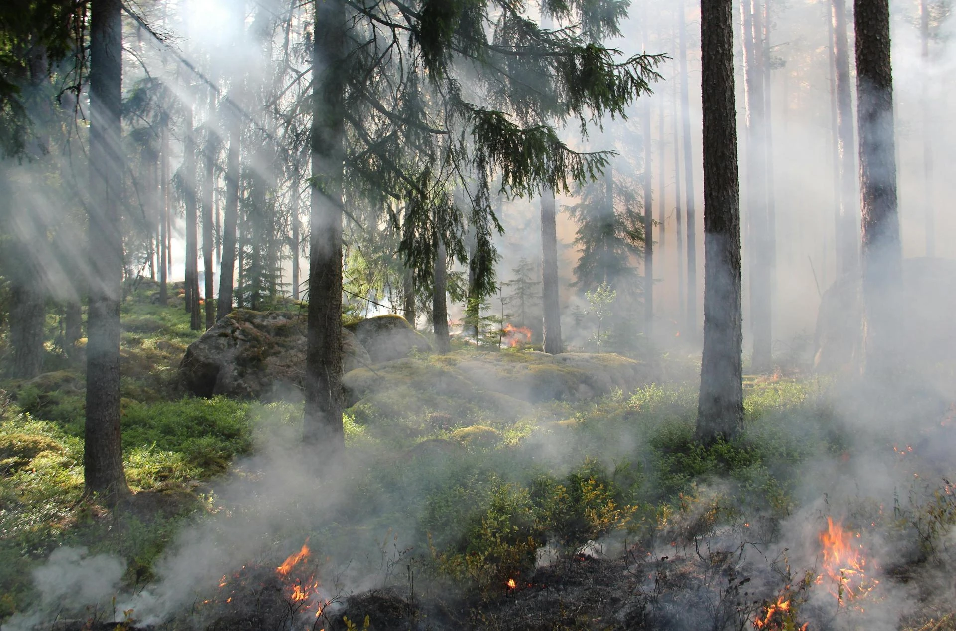 Don’t Get Burned: Your Guide to Wildfire Prep
