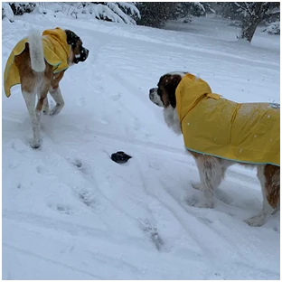 Large Water Bowls for Dogs: A Perfect Travelling Bowl