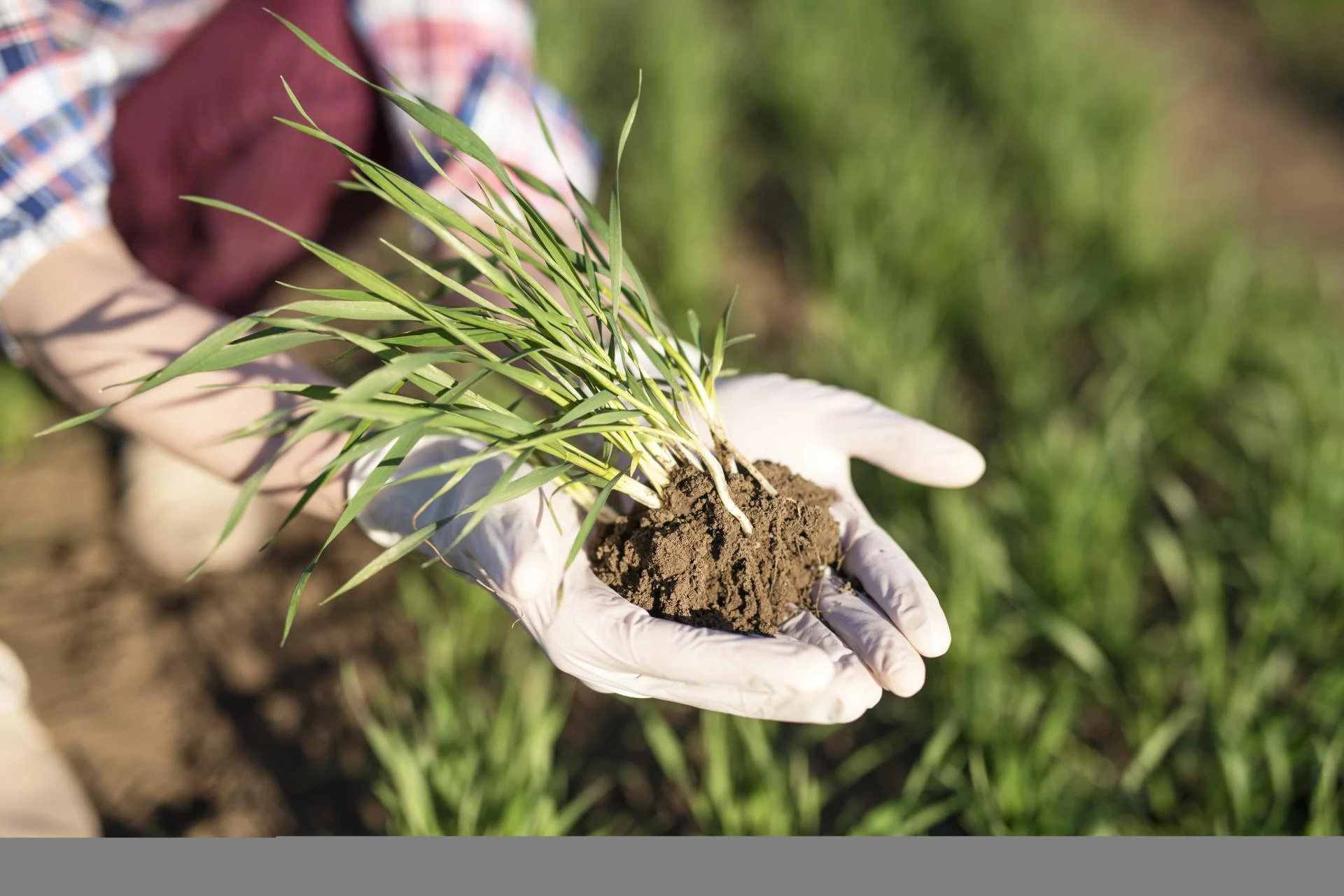 Why B.Sc. (Hons.) Agriculture is the Degree of the Future