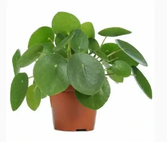 Chinese Money Plant: The Lucky Indoor Plant for Prosperity and Positive Energy