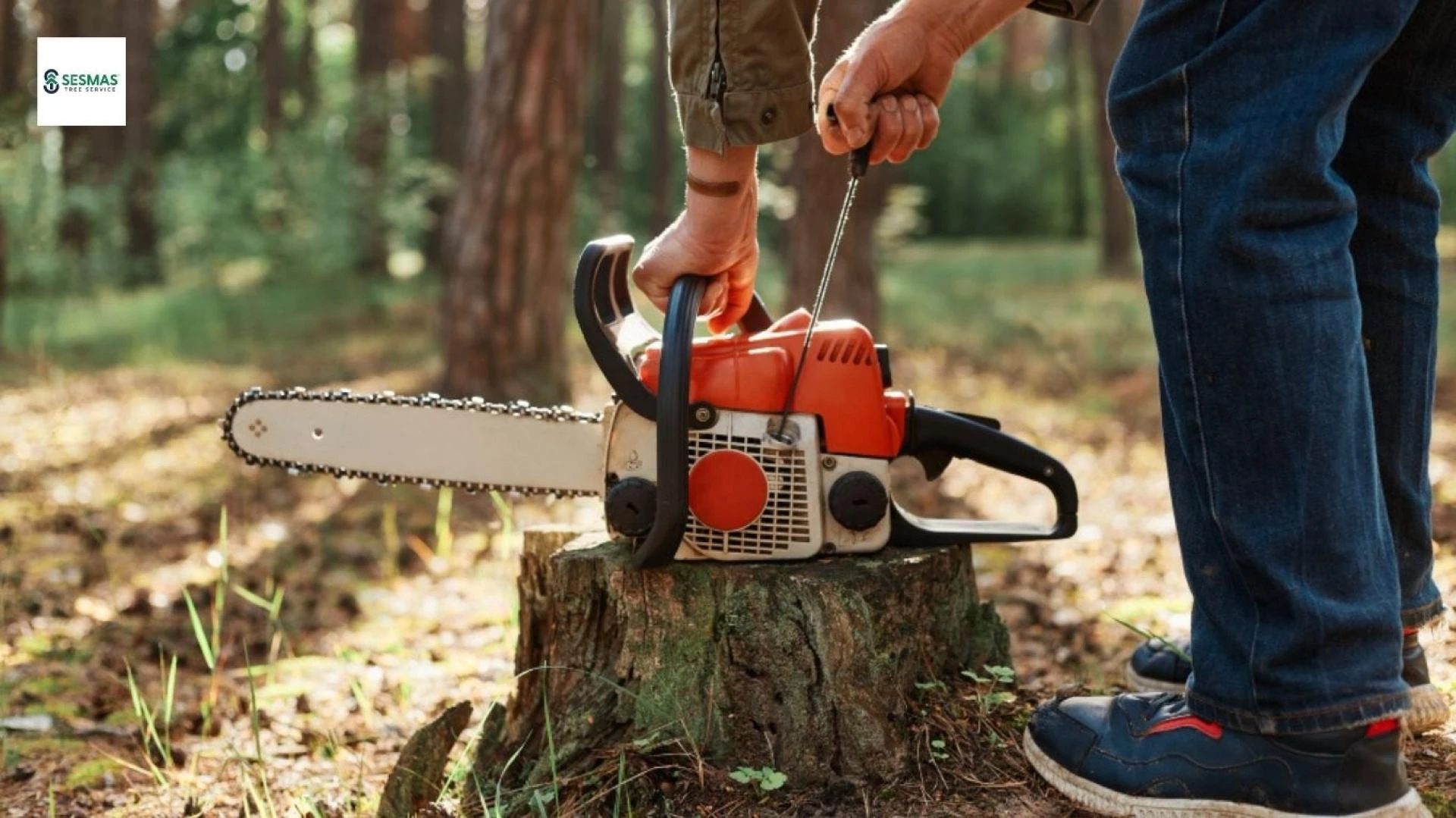 Why Fast Tree Growth Is Creating Yard and Roof Problems in Milton Homes