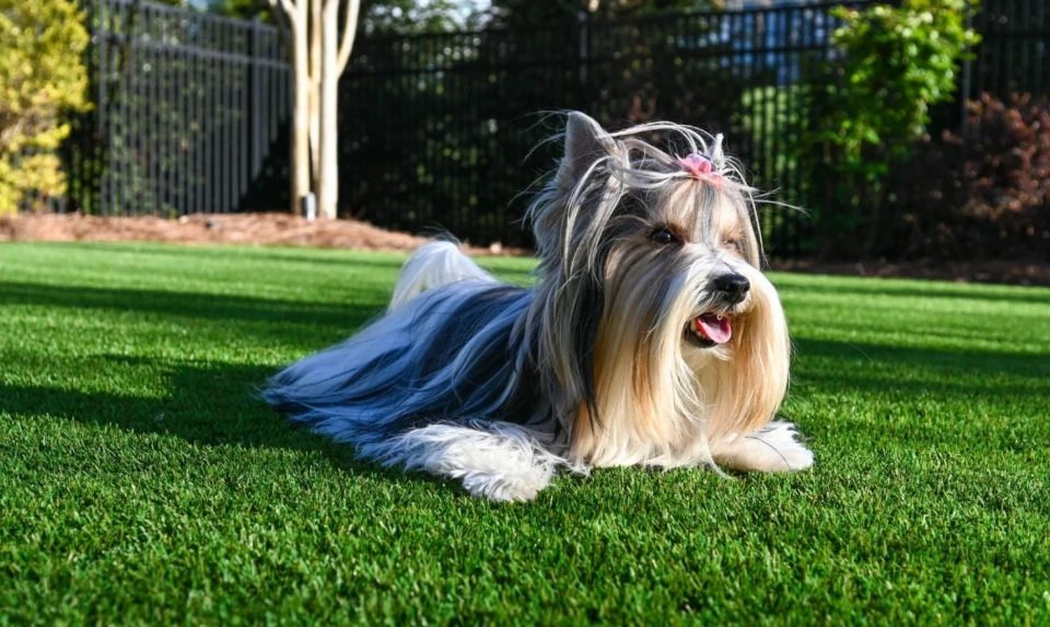 How to Incorporate Dog Turf into Urban Balcony or Small Space Pet Areas
