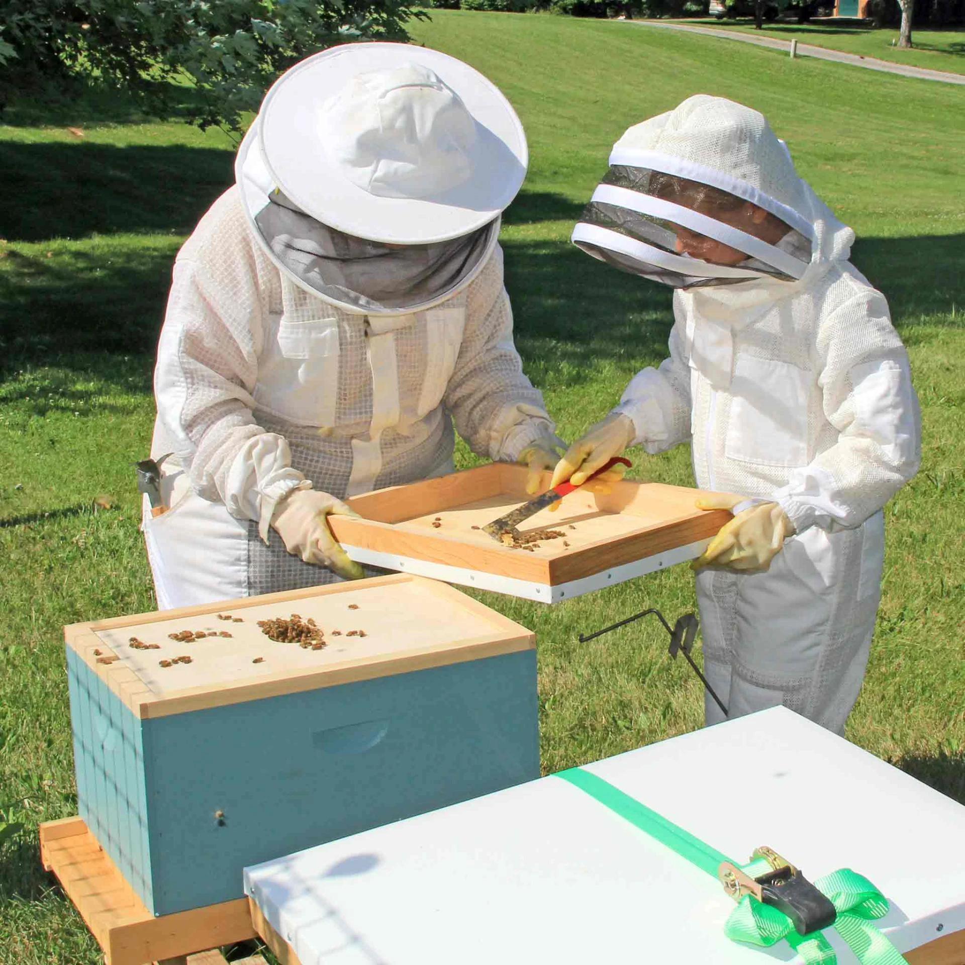 Beginner’s Guide to Bee Keeping: Essential Equipment and Hive Setup