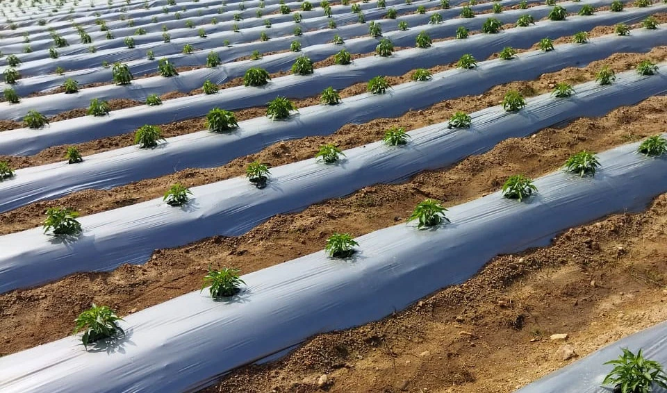 Mulch Film Technology Enhancing Soil Protection and Crop Growth
