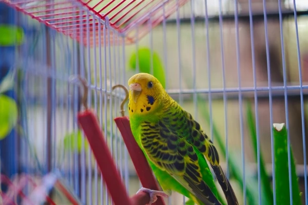 How Important Is It to Choose the Right Bird Cages and the Proper Location?