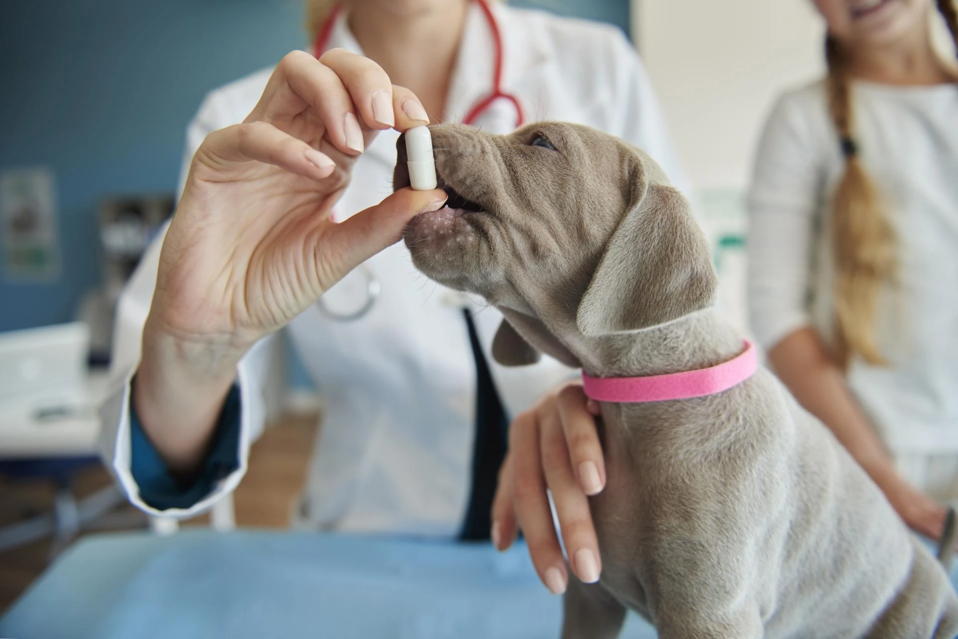 How Veterinary Medicines Support Animal Health and Prevent Disease