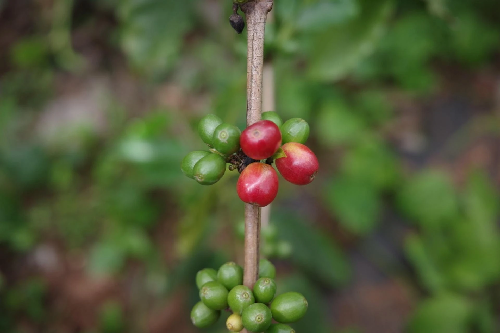 Coffee Beans: Understanding Quality, Flavor, and the Rise of Coffee Roasters India