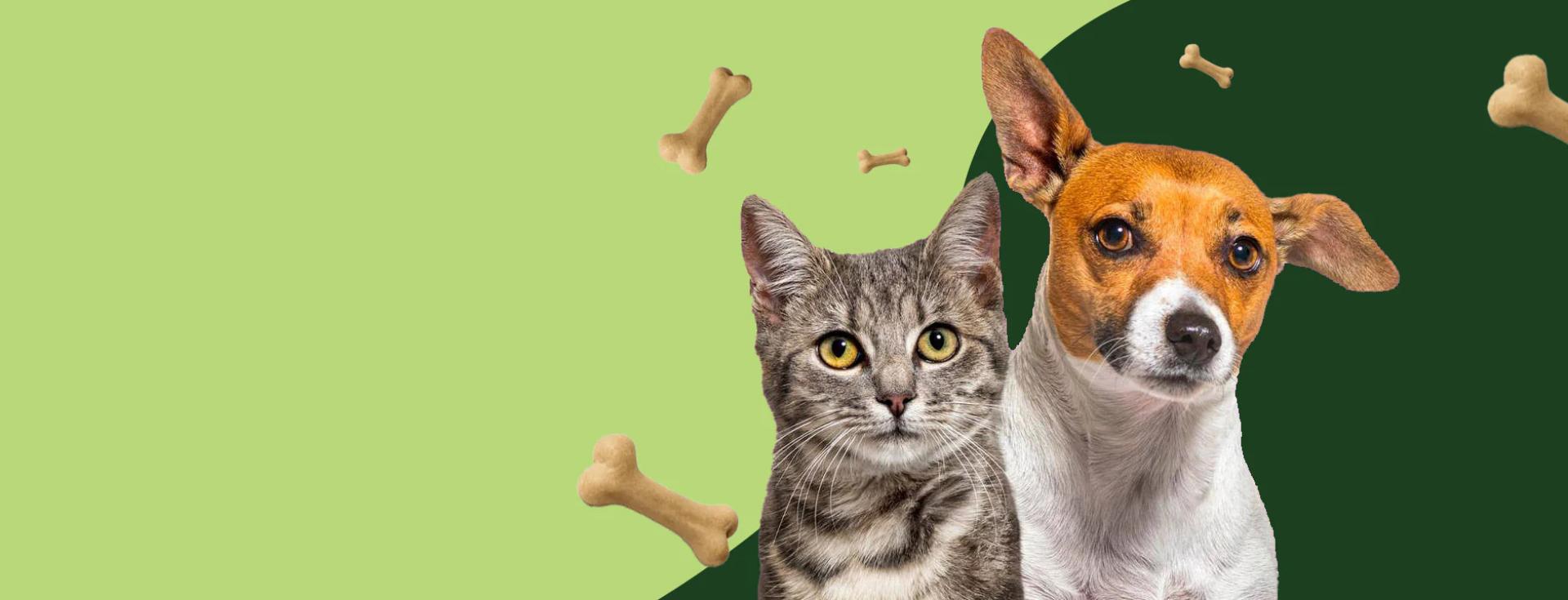 How to Choose the Right Interactive Cat Toys for Your Cat