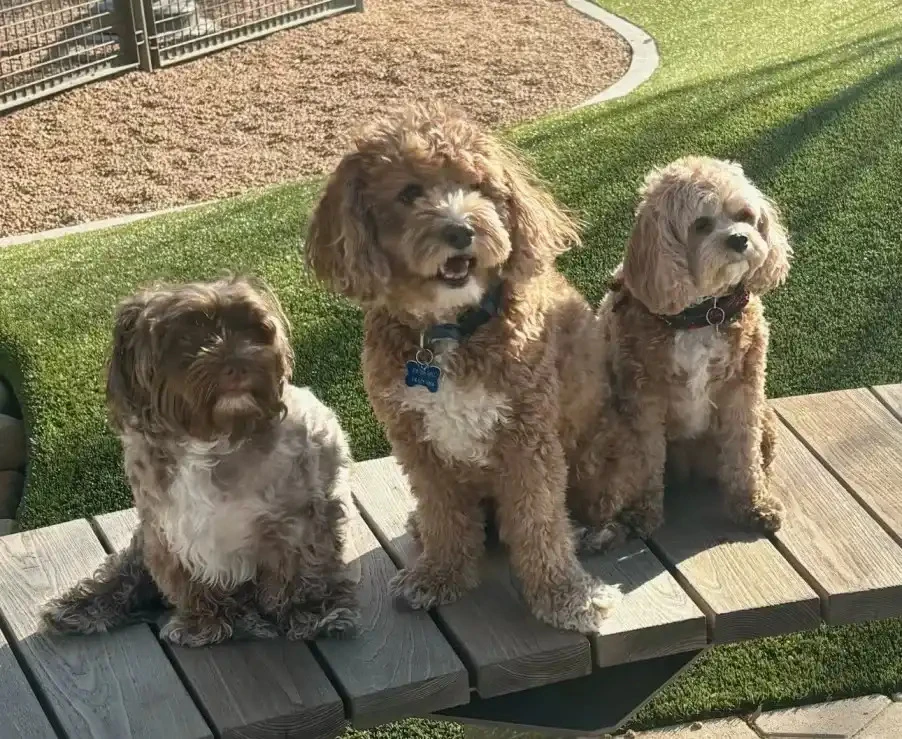 Pet Turf in Dallas-Fort Worth: The Dog-Friendly Artificial Turf Guide