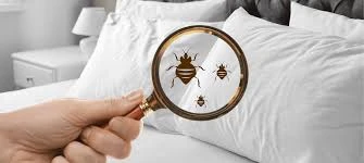 What Should You Ask Before Booking Bed Bug Heat Treatment for Your Home?