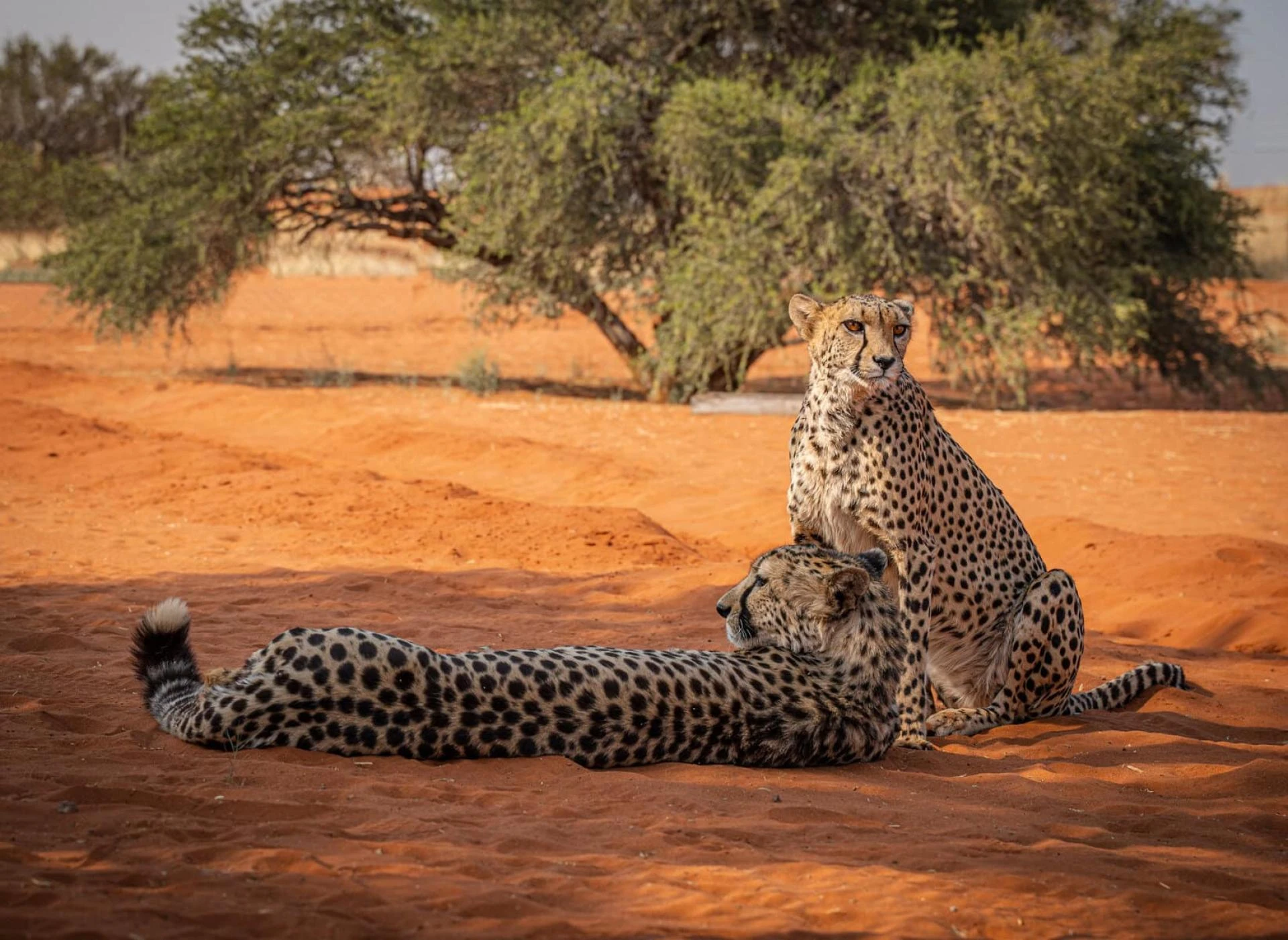 Namibia e-Visa for Niger Citizens – Requirements & Application Guide