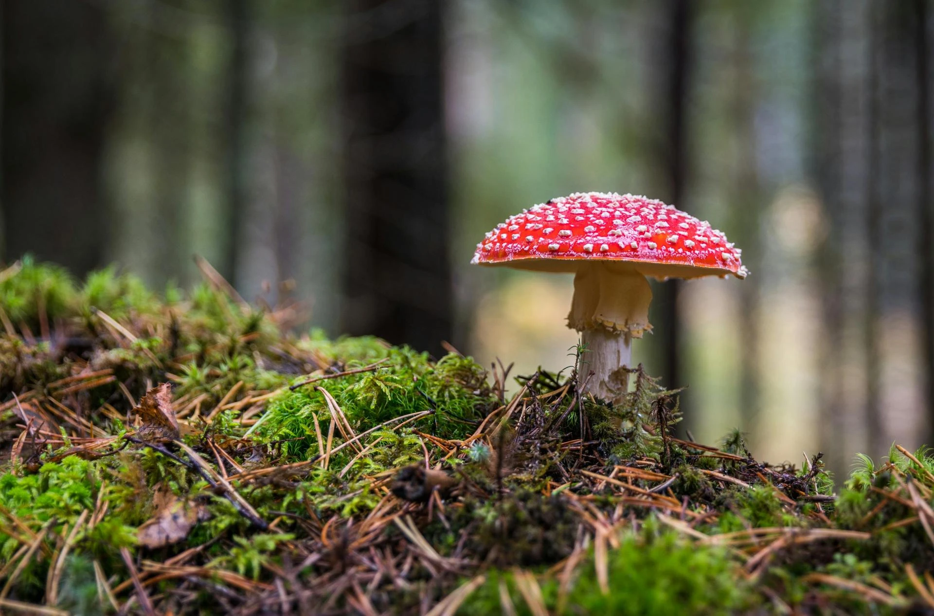 Why Mushroom Farming Is the Future of Sustainable Food Production
