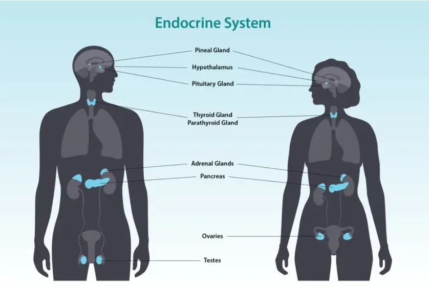 Why Is Visiting an endocrinologist indore Important for Hormone and Diabetes Care?