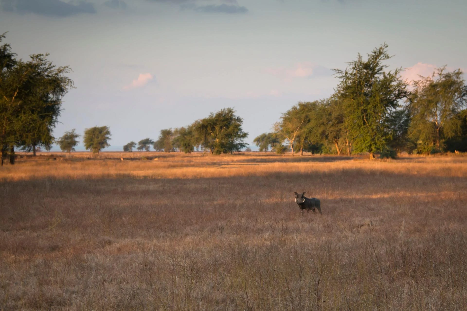 Mozambique Visa Online for Algeria Citizens – Apply eVisa Online Guide