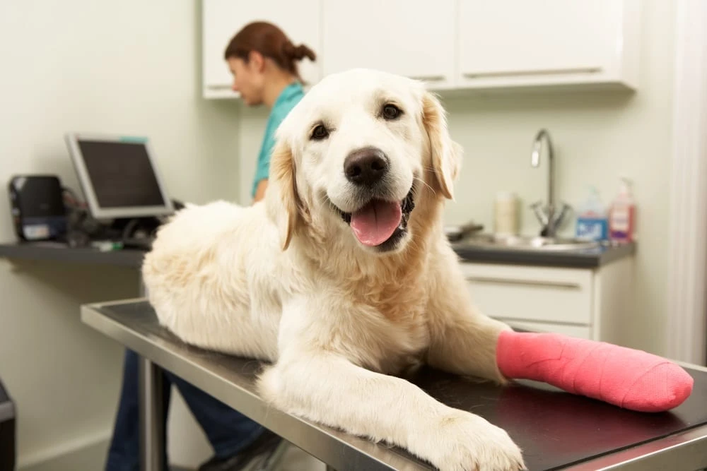 How Does Pet Allergy Testing Help Identify Hidden Triggers at Home?