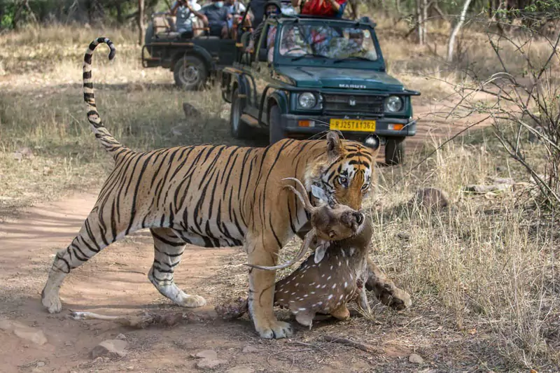 India Safari Tour With Cultural Touch: From Jaipur to Ranthambore