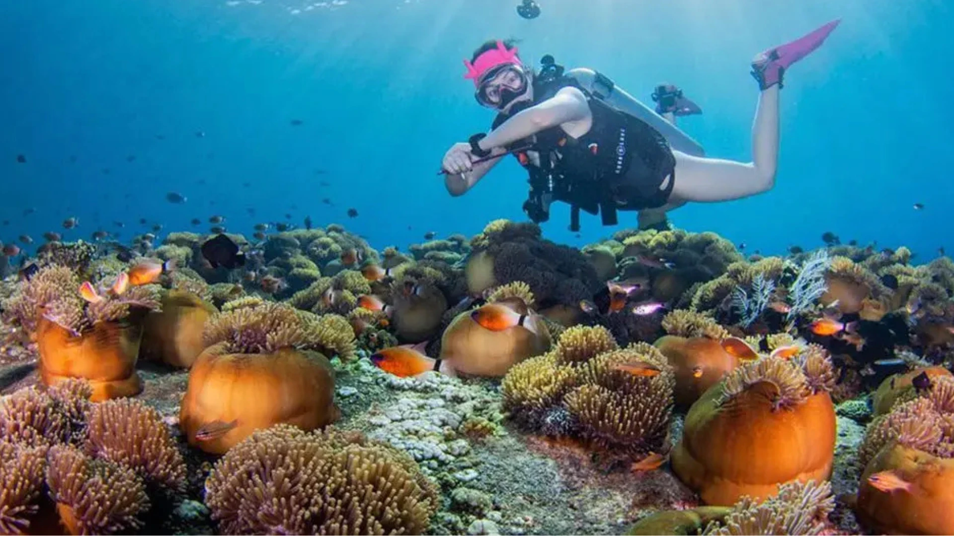 Ultimate Bali Diving Guide: Snorkeling & PADI Courses