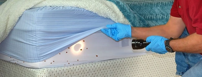 What to Expect During a Bed Bug Inspection in Cleveland, Ohio