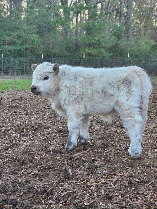 Mini Highland Cows for Sale: Premium Miniature Cattle in the UK & Europe