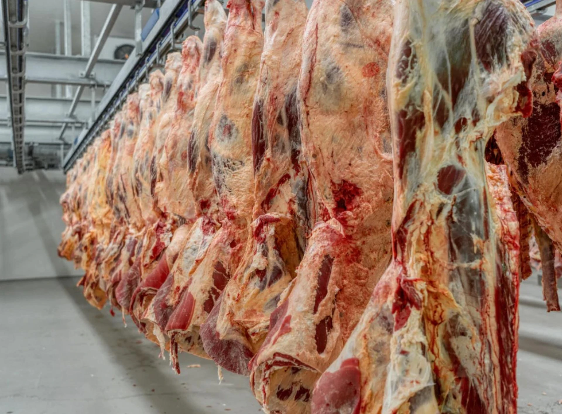 Buy Half Cow Texas From Ranch Families Actually Trust Today