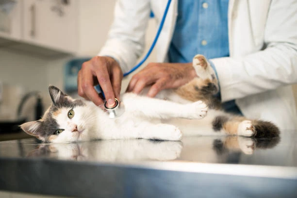 Is There a Cure for Feline Leukemia?