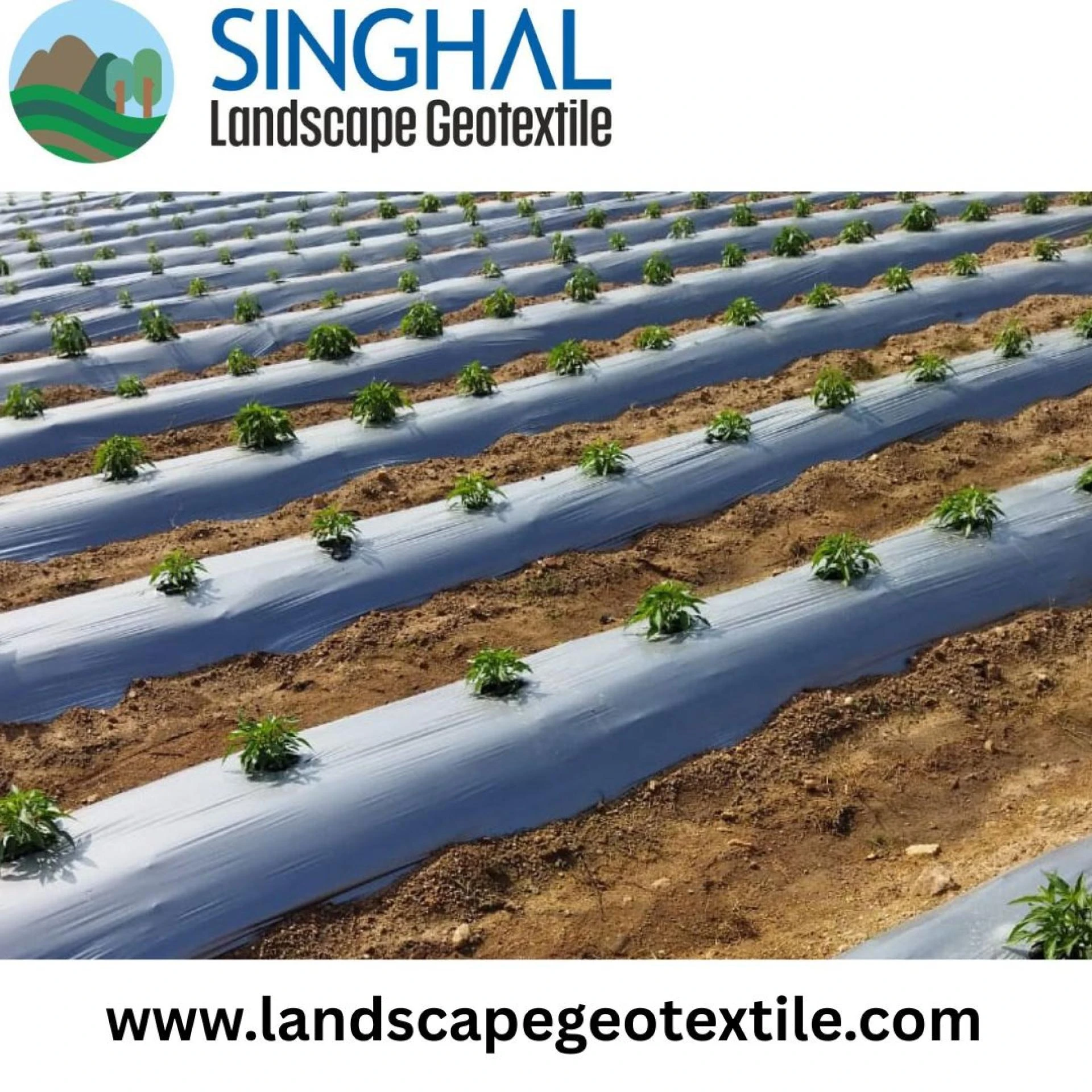 Mulch Film Roll Benefits from Agricultural Mulch Film