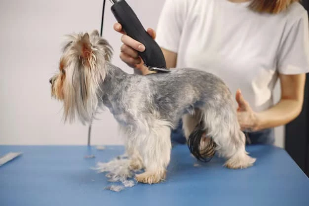 Benefits of Choosing Mobile Pet Grooming Services