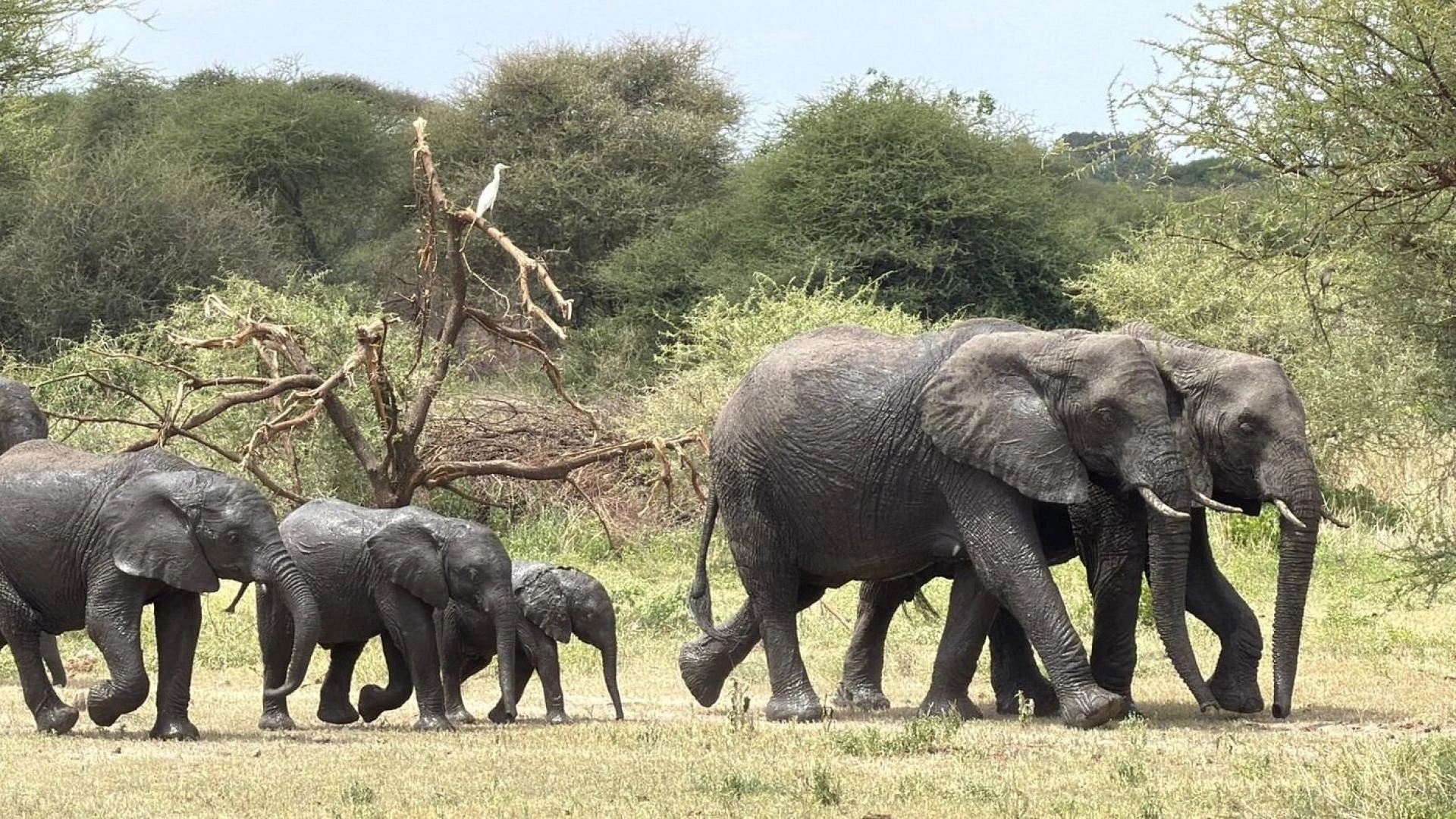 Tanzania Safari Tours 2026: The Complete Planning Guide