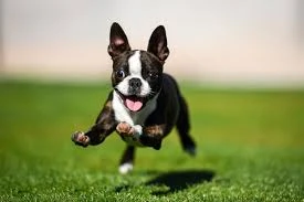 Complete Guide to Buying a Healthy Boston Terrier Puppy