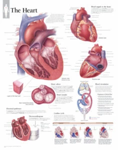 Interactive Anatomy: Using Flip Books and Models to Study the Human Body at Home