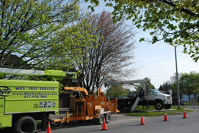 Professional Arborist Service Muskoka for Healthy and Safe Trees
