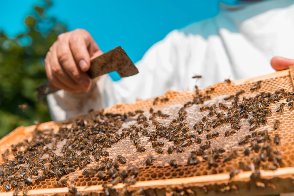 When to Call Bee Removal Experts in Katy, TX for a Bee Infestation