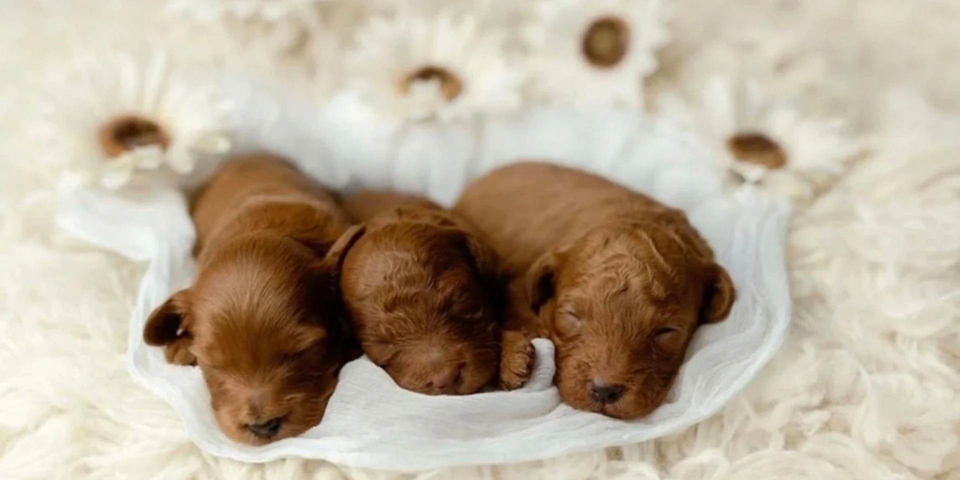 How Should a New Owner Continue Care for a Toy Goldendoodle After Leaving the Breeder?
