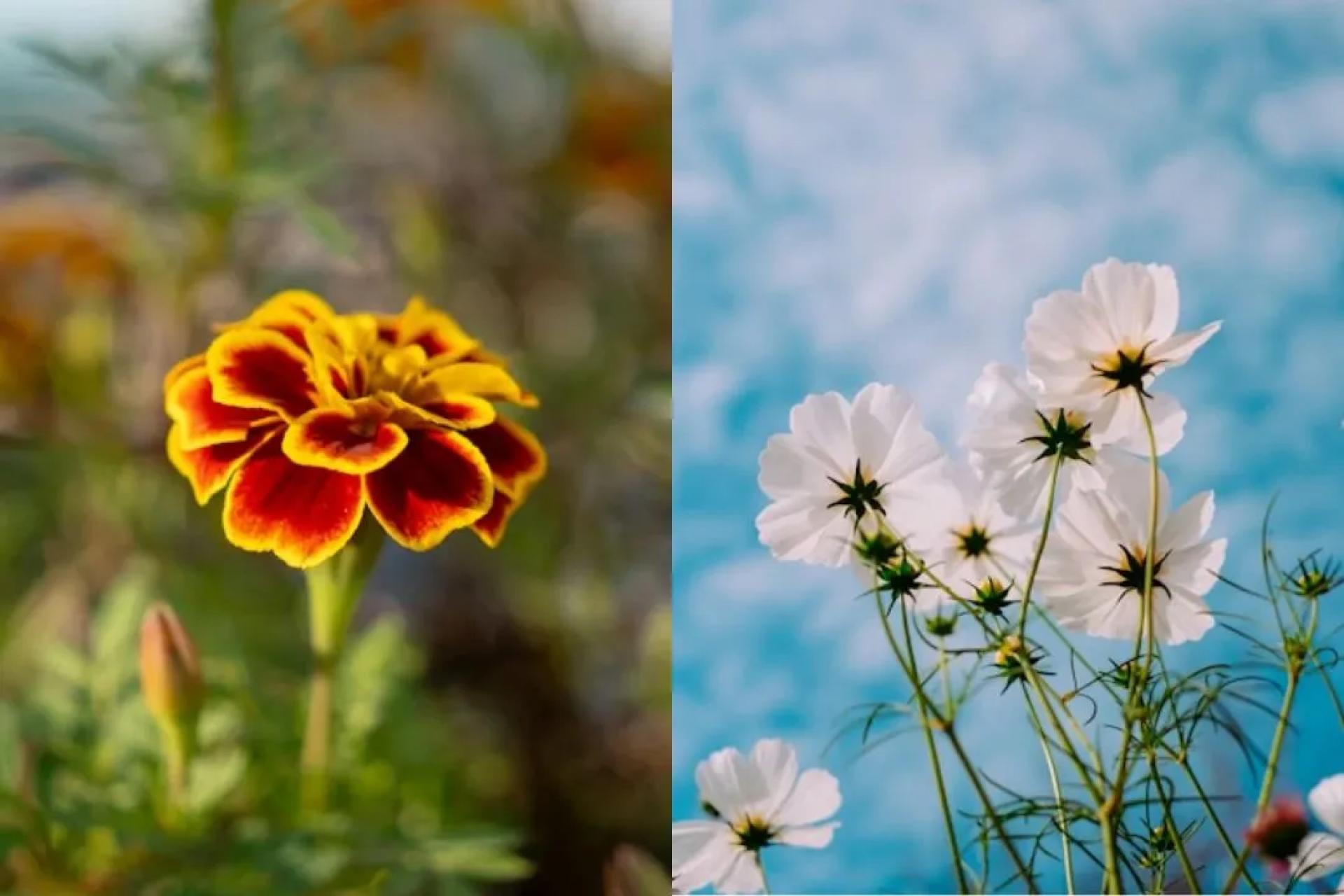 A Complete Guide to October Birth Flowers & Their Symbolism