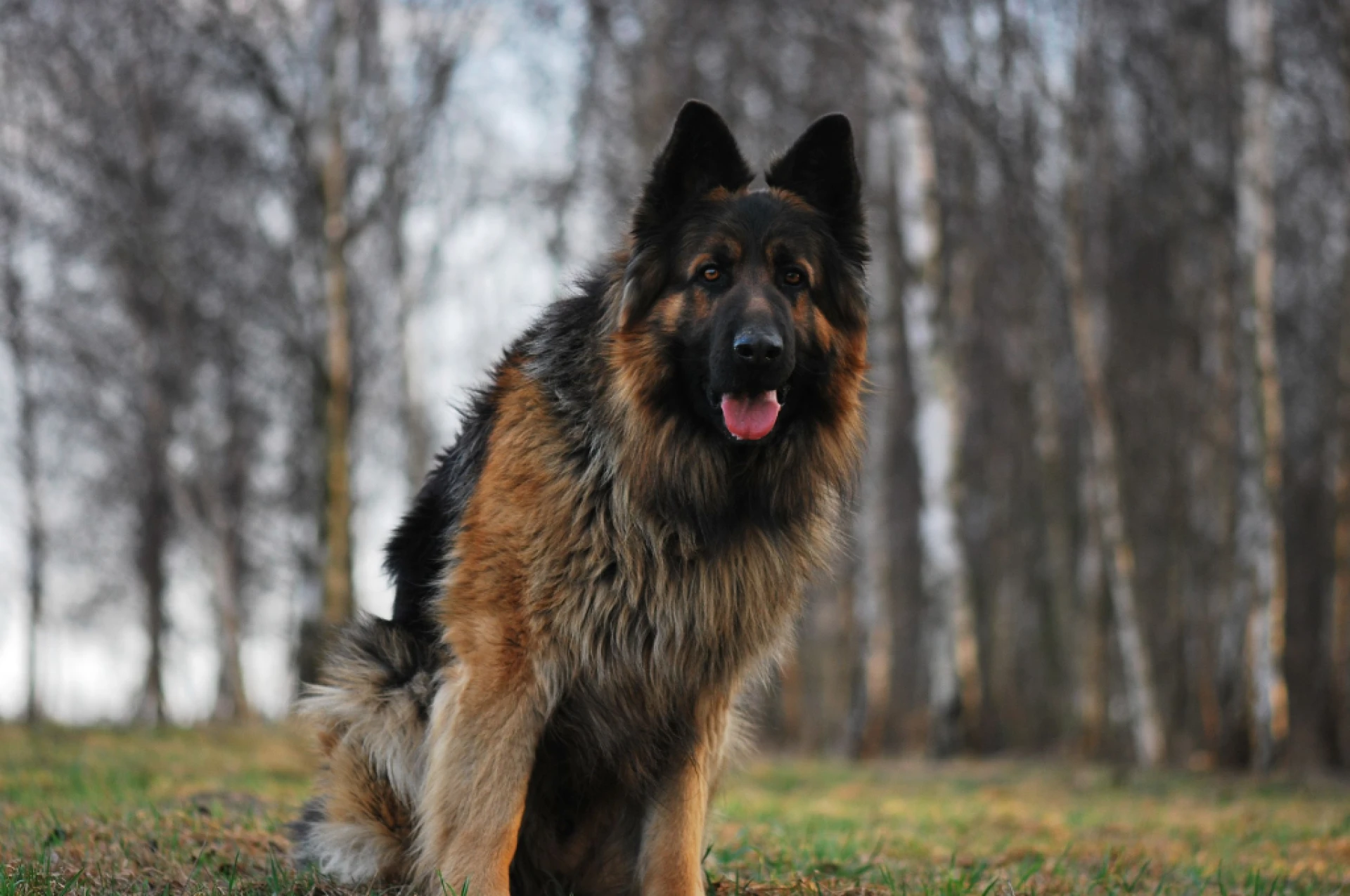 How to Train a German Shepherd: Expert Tips From Focus Pet Care