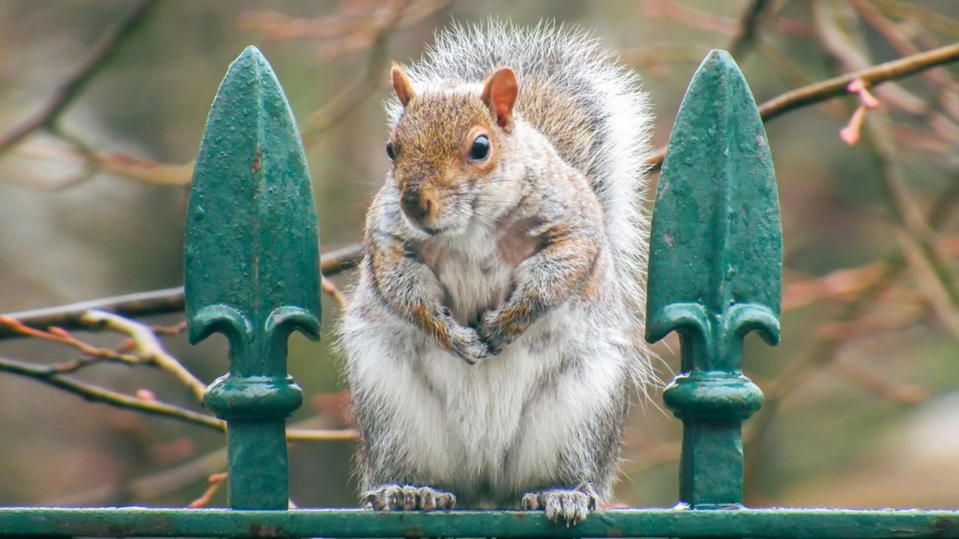 How Can I Get Rid of Squirrels in My Charleston Home?