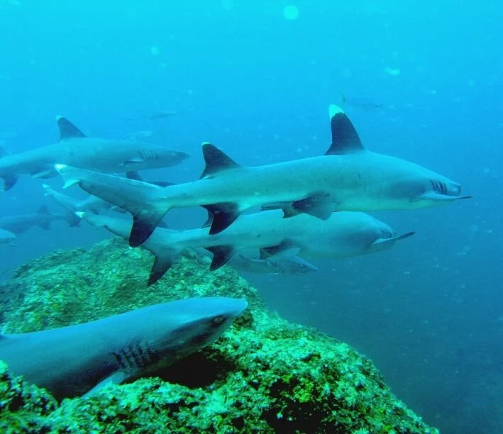 Scuba Diving Panama: Sharks & Diving Santa Catalina Panama Guide