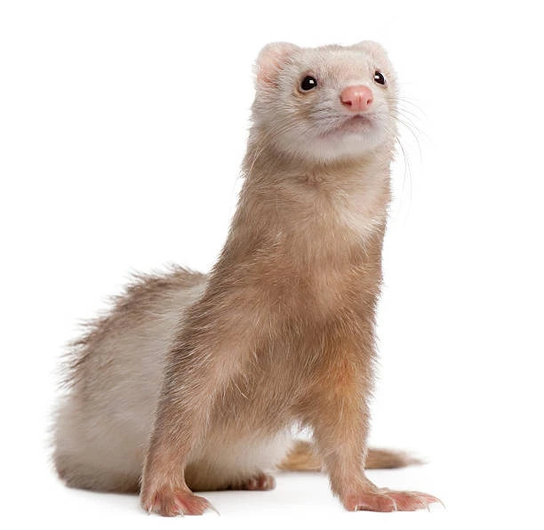 Mischief Makers: Why Ferrets Make the Perfect Playful Companion