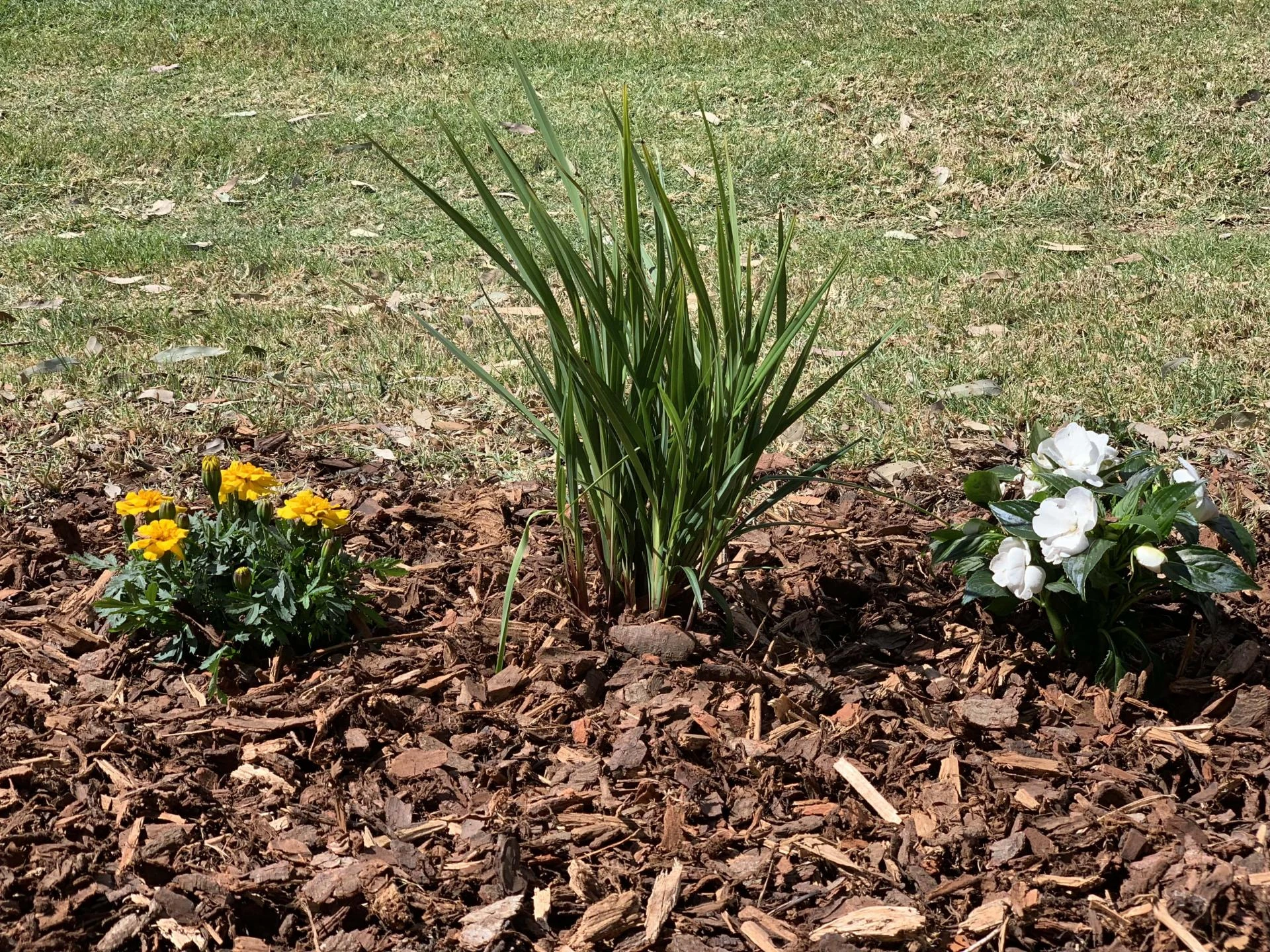 Mulch in Melbourne: Choose Quality at Cost-Effective Rates