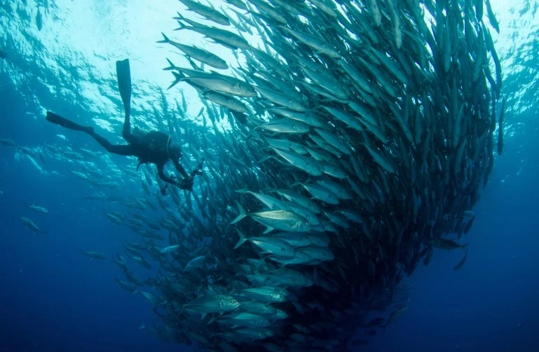 Scuba Diving Panama: Best Diving in Panama & Panama Sharks Guide