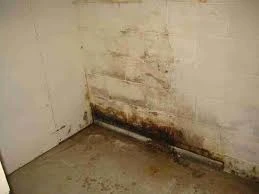 Beyond Remediation: How to Prevent Regrowth After Mold Removal in Rochester, NY