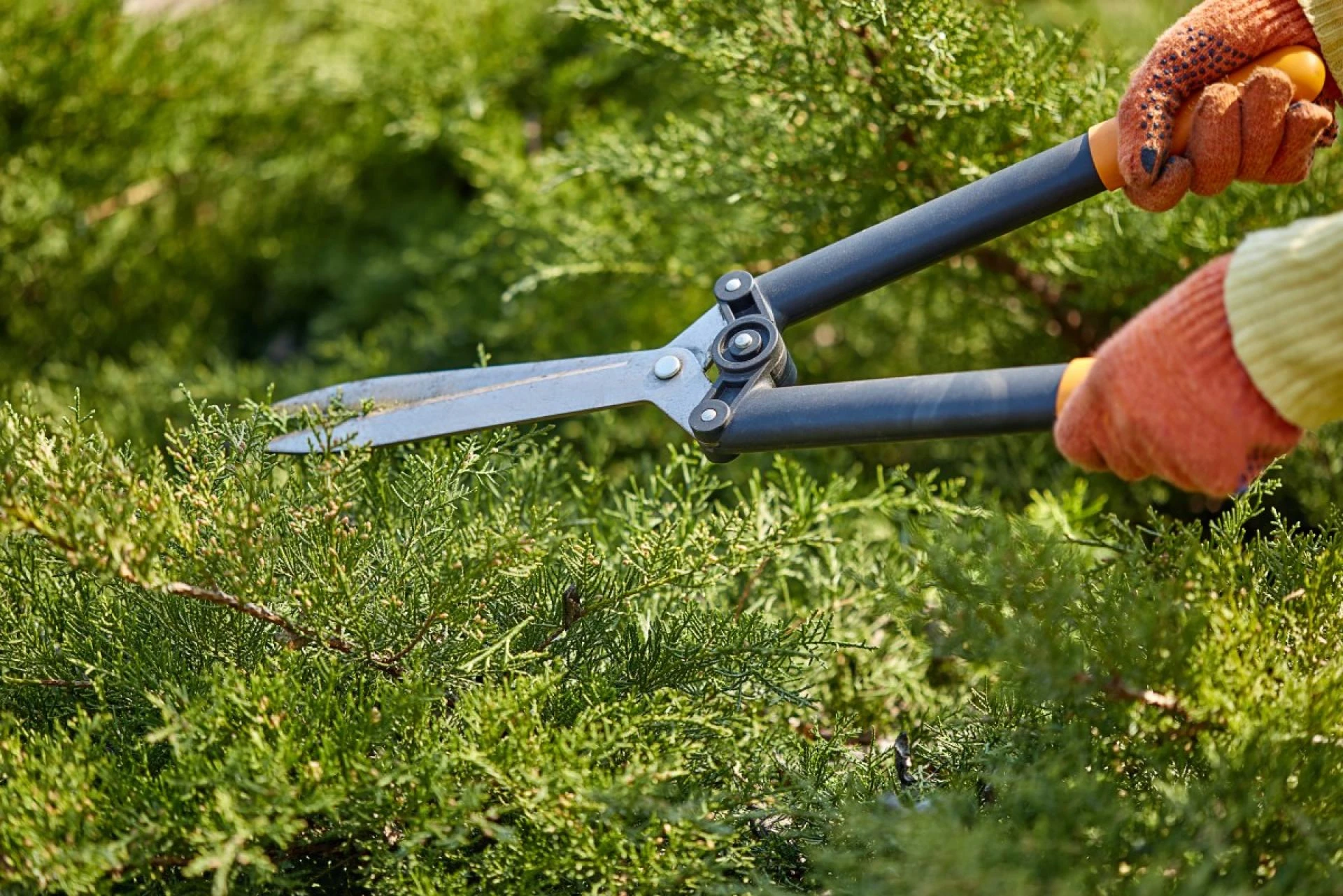 Top Buffalo Tree Service for Safe and Professional Results