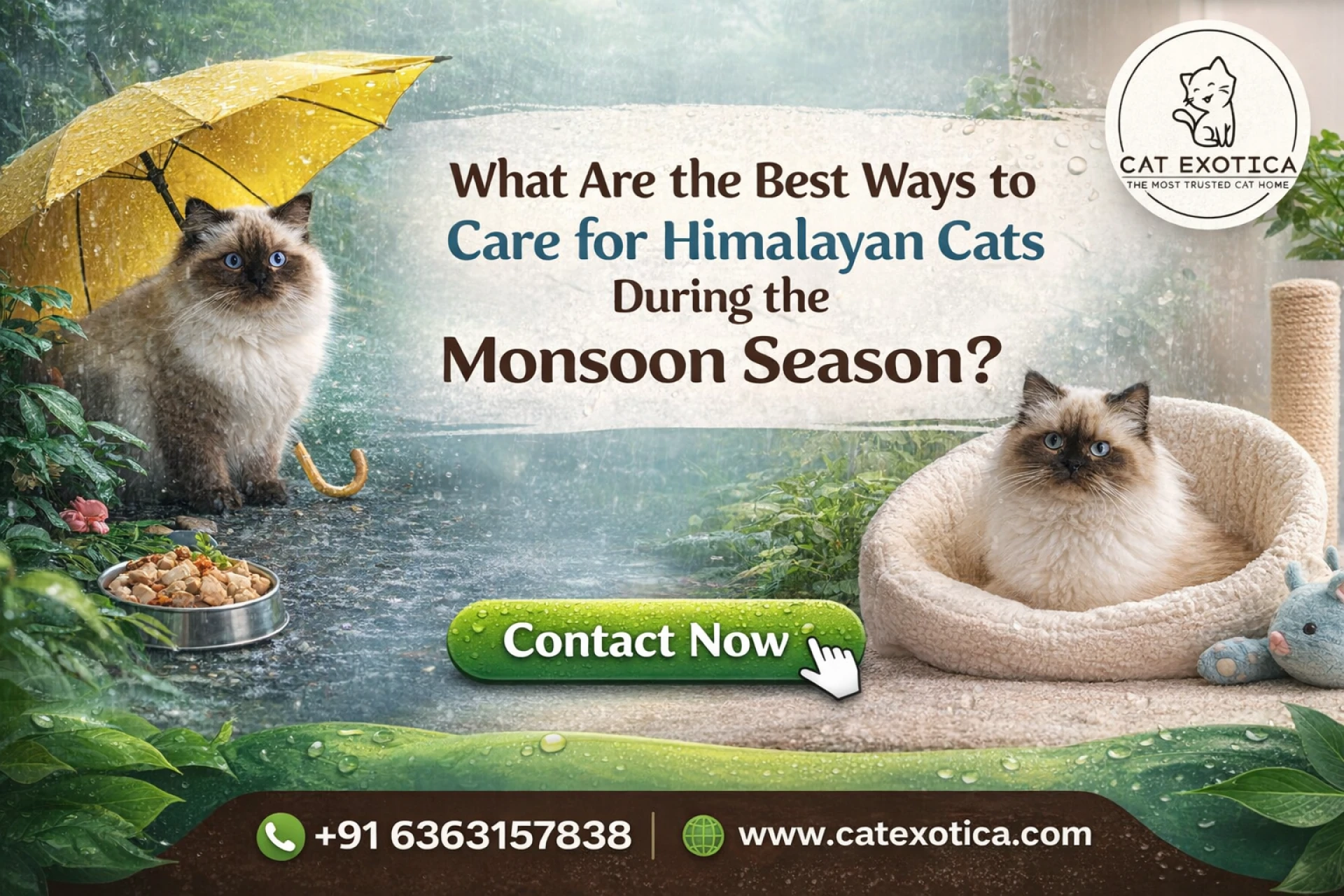 What Are the Best Ways to Care for Himalayan Cats During the Monsoon Season?