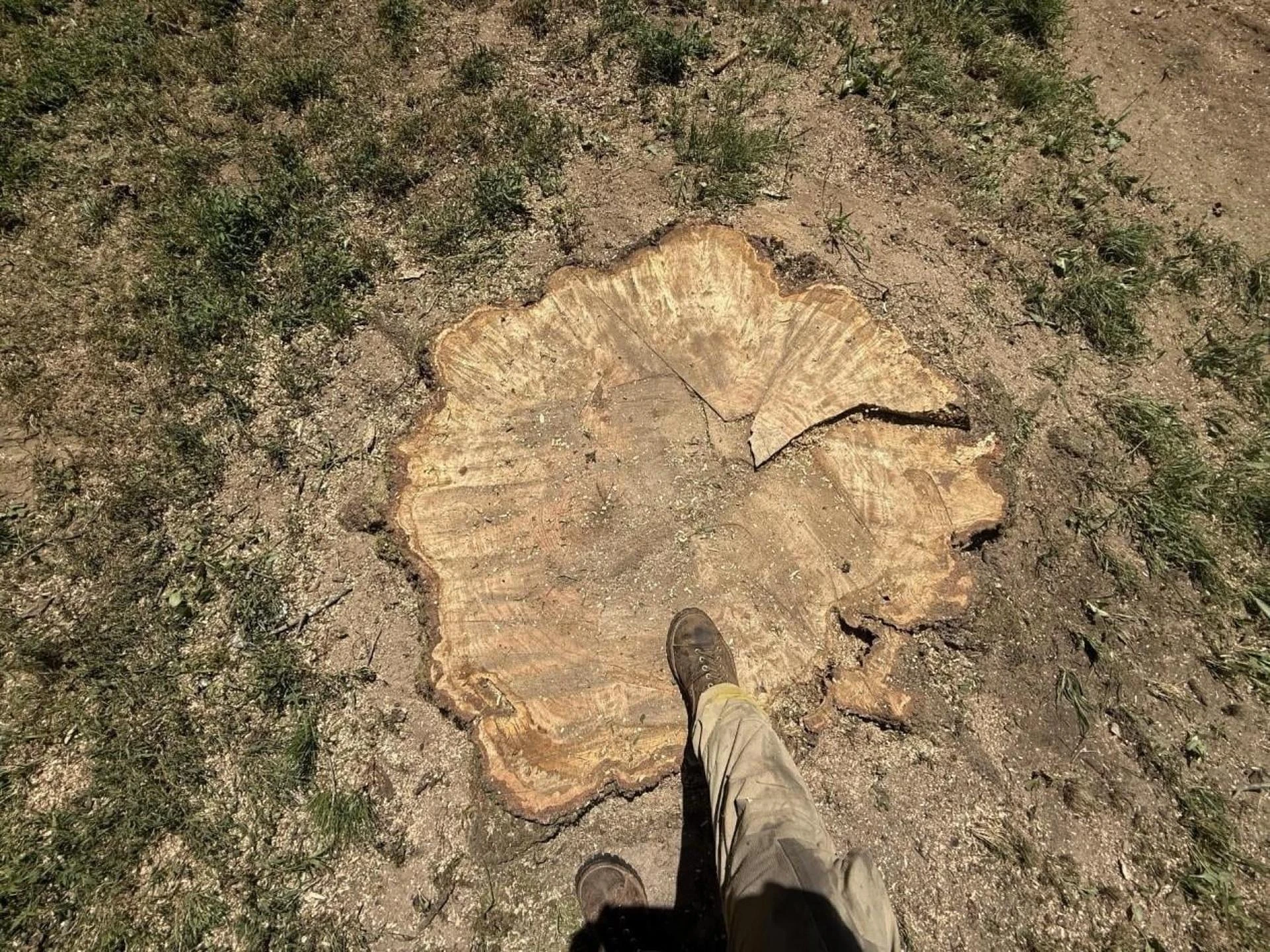 How Commercial Tree Service Helps Businesses Save Money and Avoid Damage?