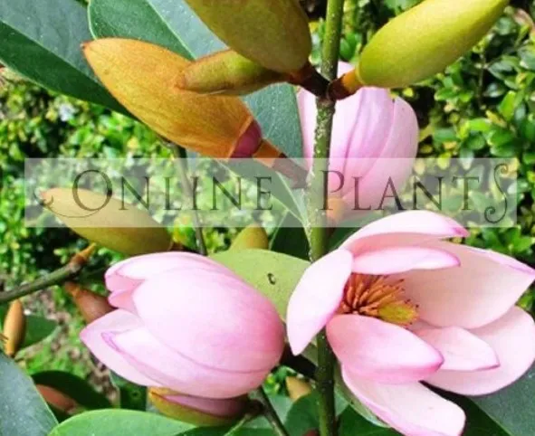 Creating a Stylish and Low-Maintenance Shade Garden in Australia