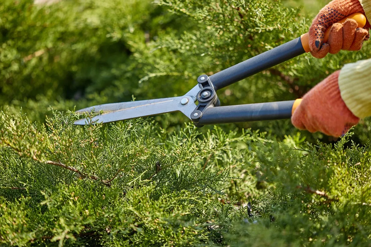 Tree Canopy Management Services in Buffalo, NY