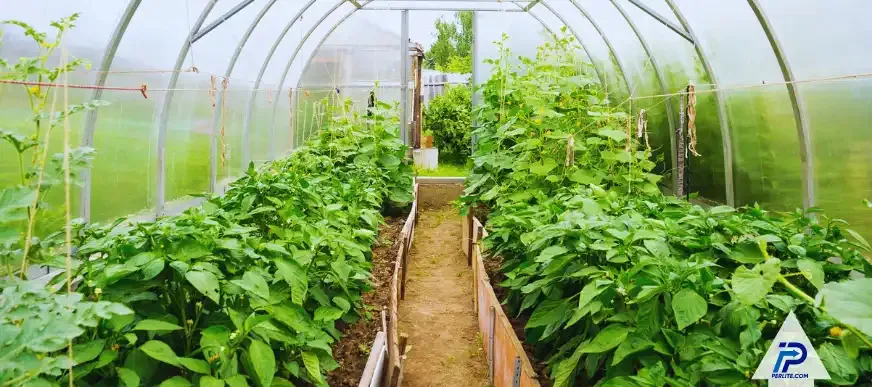 What Does Perlite Look Like? A Complete Guide Before You Buy Perlite in Bulk