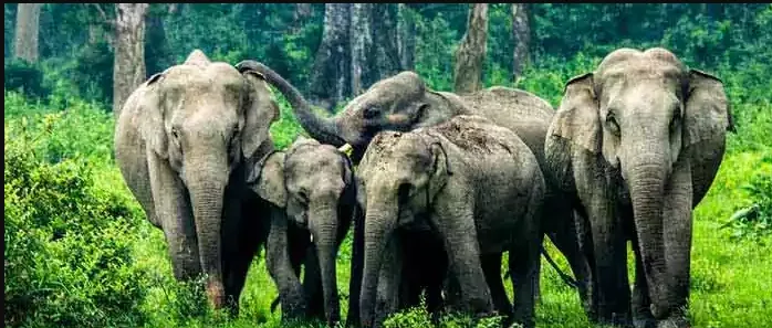 Dooars Tour Package from Kolkata: Discover Wildlife, Rivers & Serene Landscapes