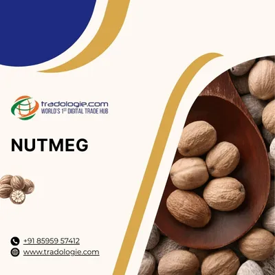 Nutmeg Export Market Guide: Global Supply, Pricing Factors & Bulk Trade Insights