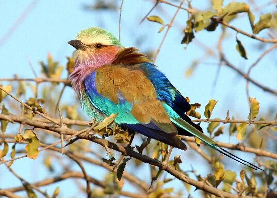 Safari in Zimbabwe: Top Destinations & Best Time to Visit